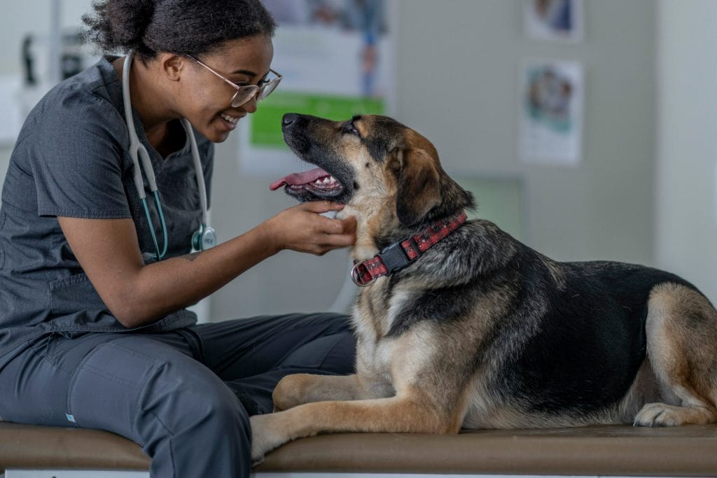 Veterinary burnout can decrease quality of care and staff mental heath.